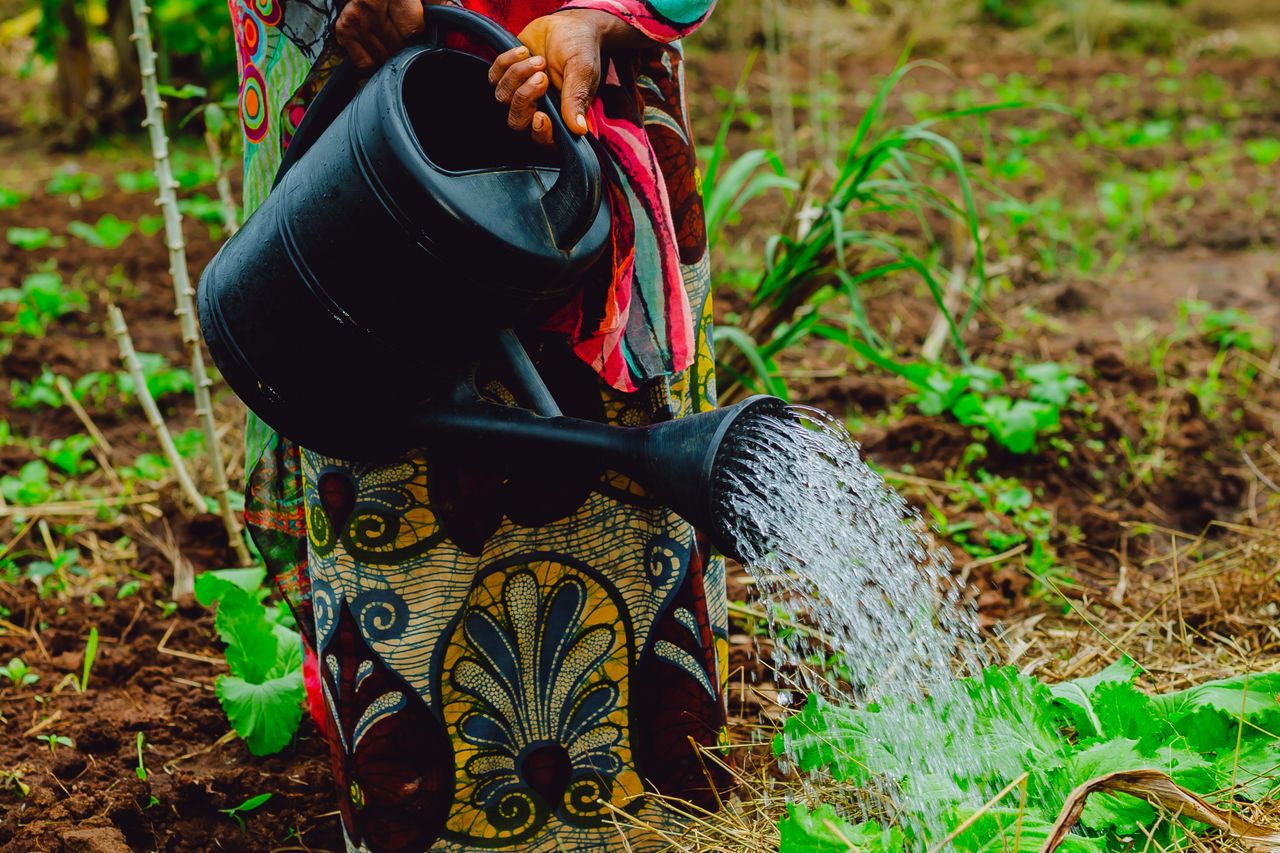 A woman in colorful attire waters plants on a vibrant farm in Tanzania.